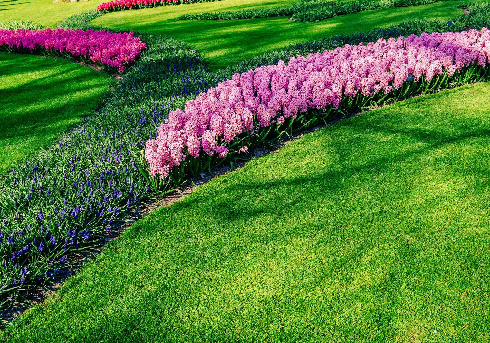 Flower-bed of spring flowers in the park.