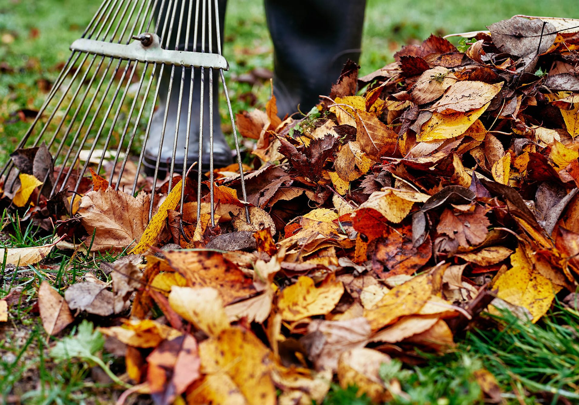 Woman raking pile of fall leaves at garden with rake. Autumn yard work